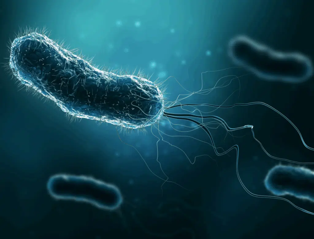 Bactéria Legionella